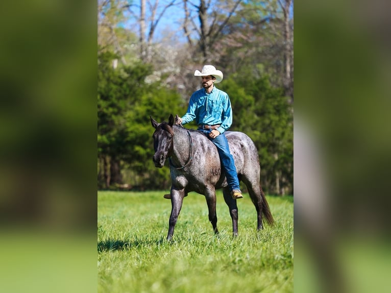 American Quarter Horse Wałach 5 lat 152 cm Karodereszowata in Lyles