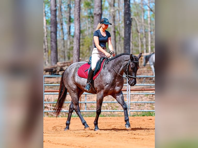 American Quarter Horse Wałach 5 lat 152 cm Karodereszowata in Lyles