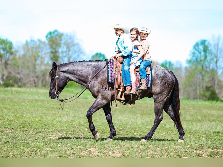 American Quarter Horse Wałach 5 lat 152 cm Karodereszowata in Lyles
