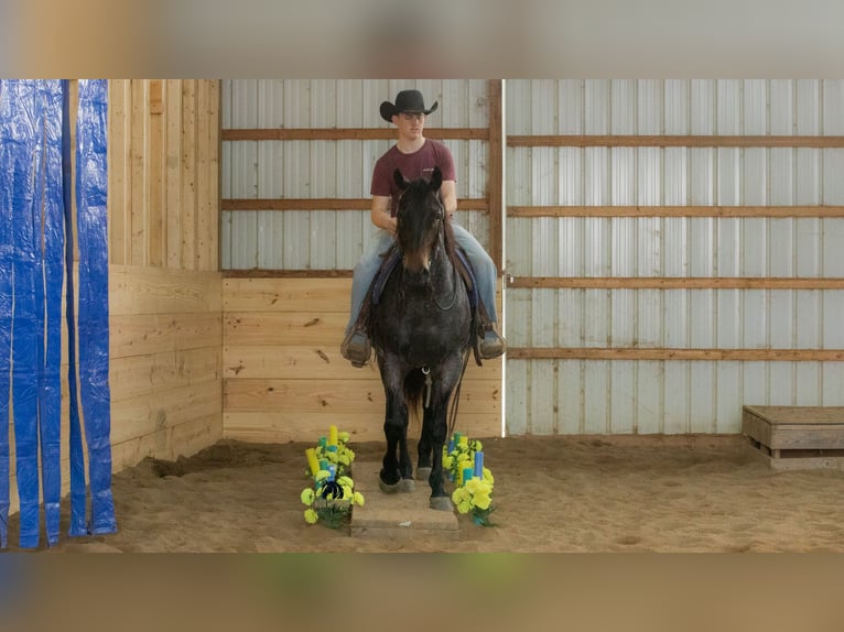 American Quarter Horse Wałach 5 lat 152 cm Karodereszowata in Fredericksburg