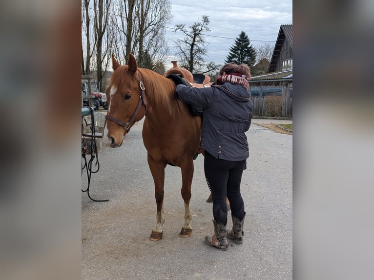 American Quarter Horse Wałach 5 lat 152 cm Kasztanowata in Wolfern