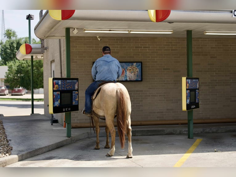 American Quarter Horse Wałach 5 lat 152 cm Kasztanowatodereszowata in Carrolton MO