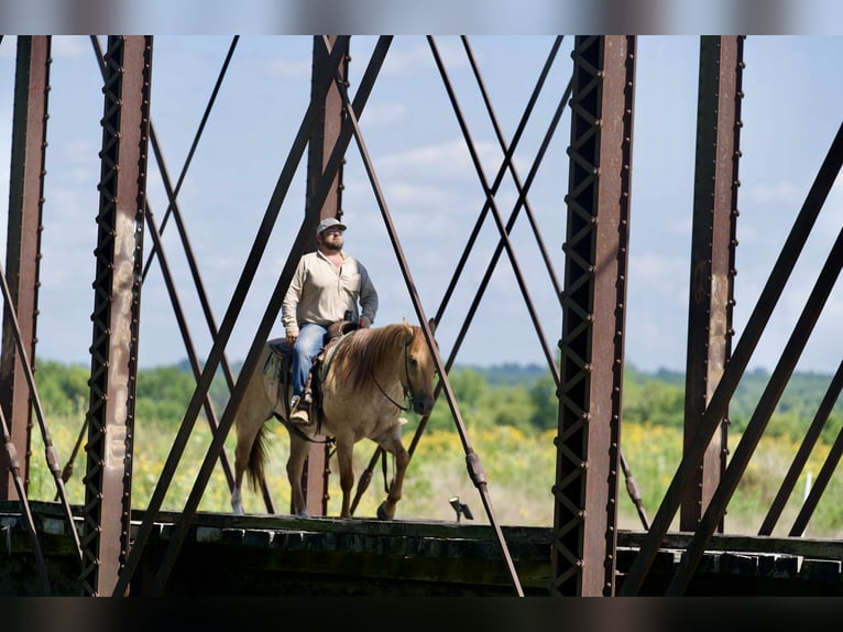 American Quarter Horse Wałach 5 lat 152 cm Kasztanowatodereszowata in Carrolton MO
