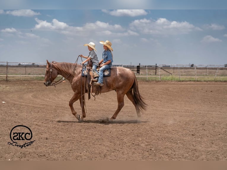 American Quarter Horse Wałach 5 lat 152 cm Kasztanowatodereszowata in Canyon