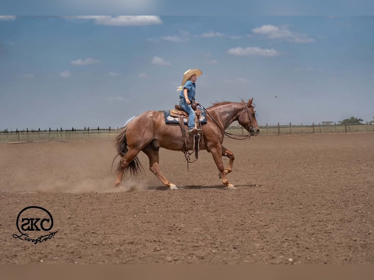 American Quarter Horse Wałach 5 lat 152 cm Kasztanowatodereszowata in Canyon