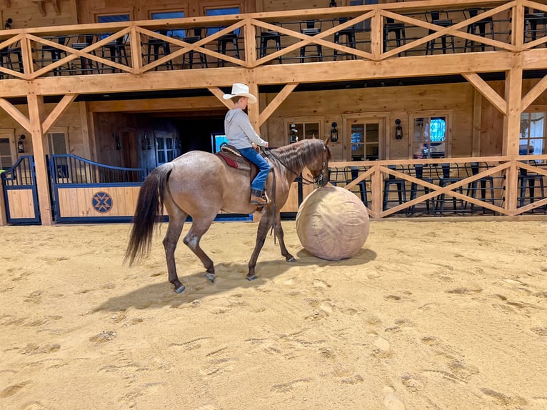 American Quarter Horse Wałach 5 lat 152 cm Kasztanowatodereszowata in Needmore