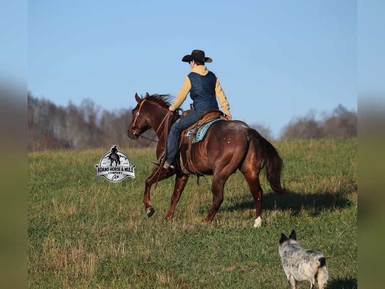 American Quarter Horse Wałach 5 lat 152 cm Kasztanowatodereszowata in Mount Vernon