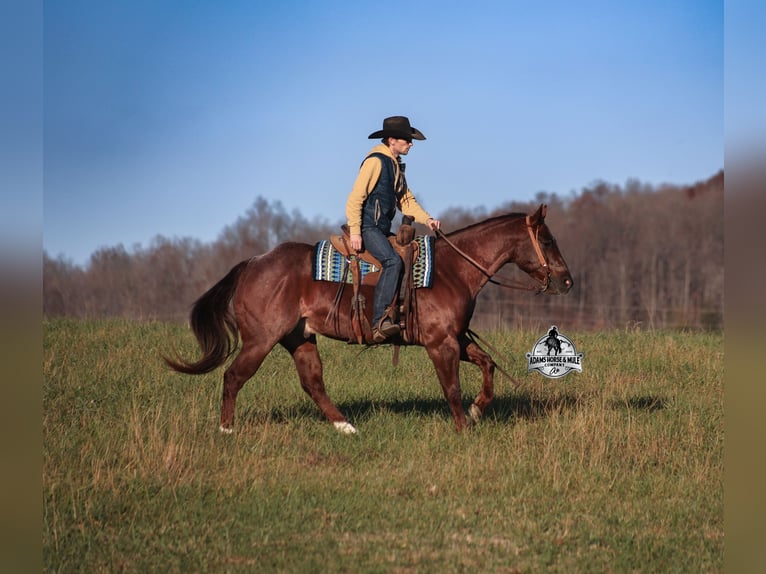 American Quarter Horse Wałach 5 lat 152 cm Kasztanowatodereszowata in Mount Vernon