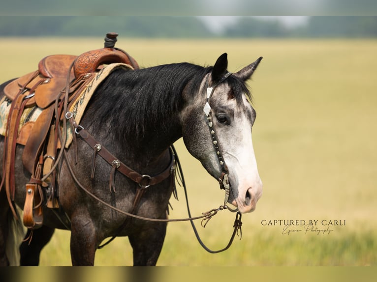 American Quarter Horse Wałach 5 lat 152 cm Siwa in Lewistown