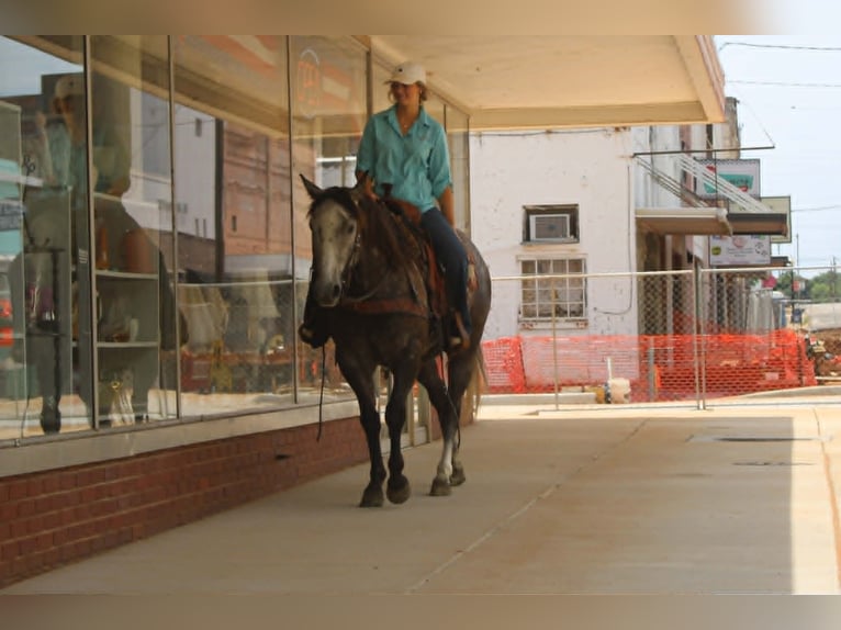 American Quarter Horse Wałach 5 lat 152 cm Siwa in Rusk