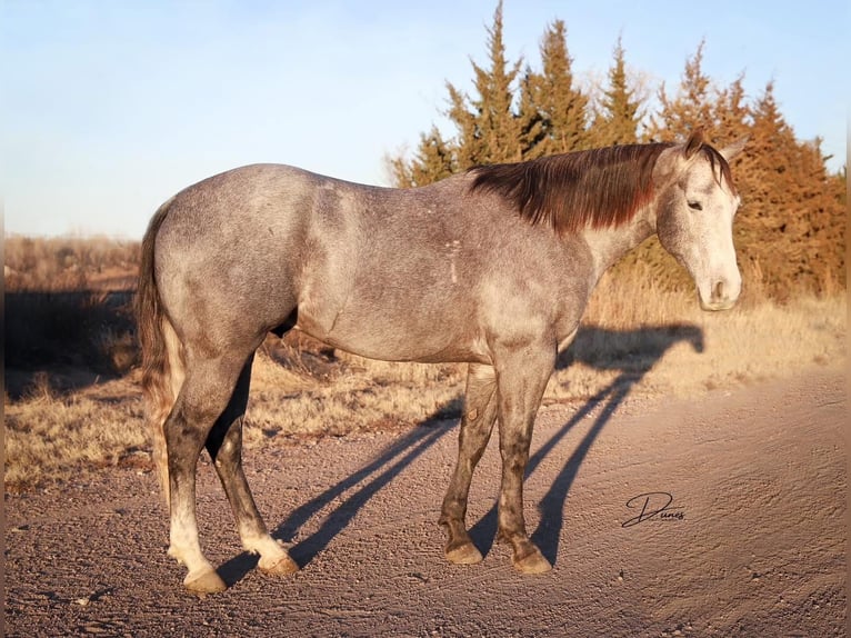 American Quarter Horse Wałach 5 lat 152 cm Siwa in Whitesboro, TX