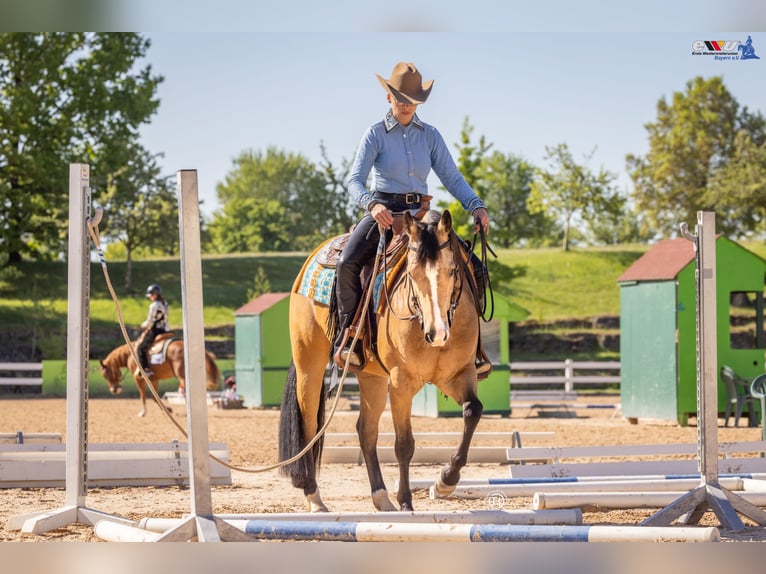 American Quarter Horse Wałach 5 lat 153 cm Jelenia in Oetzen