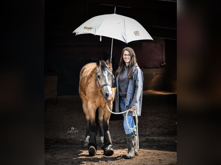 American Quarter Horse Wałach 5 lat 153 cm Jelenia in Oetzen