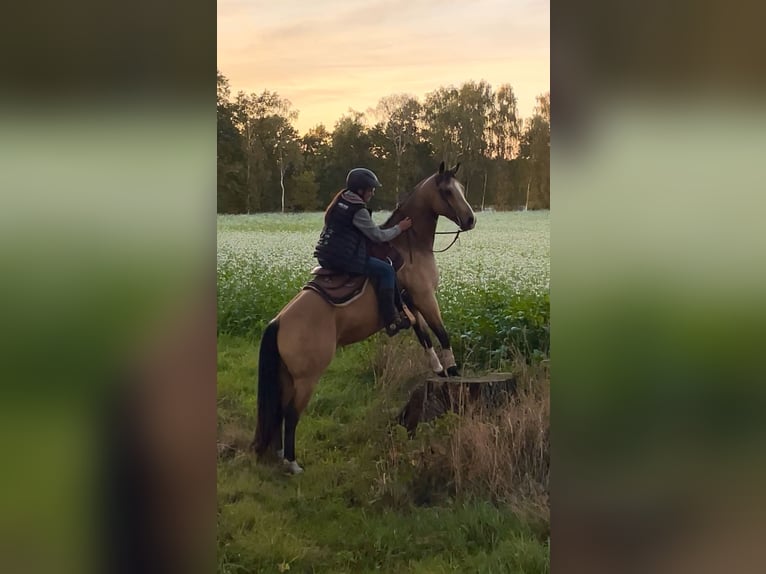 American Quarter Horse Wałach 5 lat 153 cm Jelenia in Oetzen