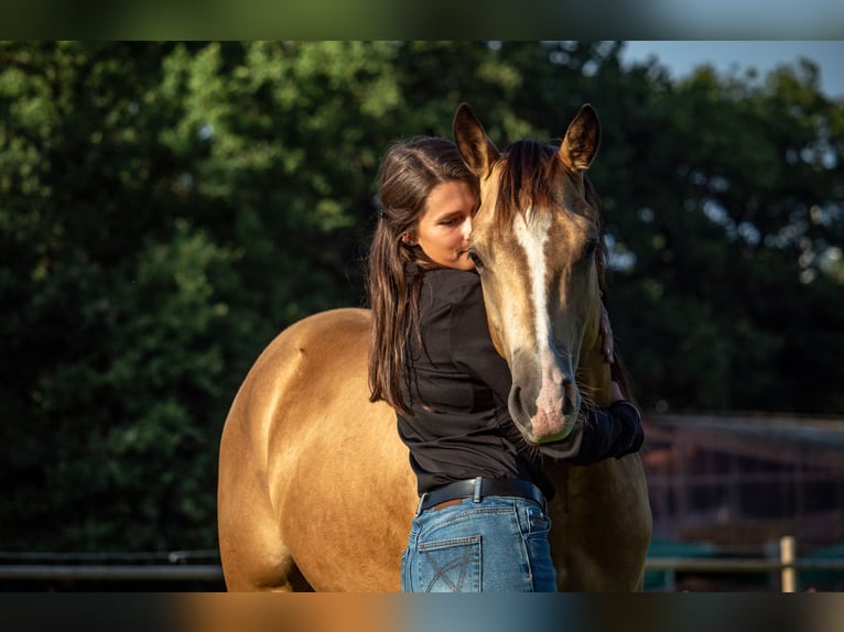 American Quarter Horse Wałach 5 lat 153 cm Jelenia in Oetzen