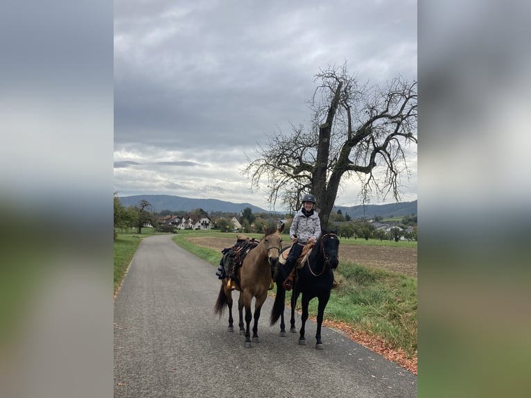 American Quarter Horse Wałach 5 lat 153 cm Kara in Radolfzell am Bodensee