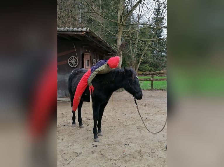 American Quarter Horse Wałach 5 lat 153 cm Kara in Radolfzell am Bodensee