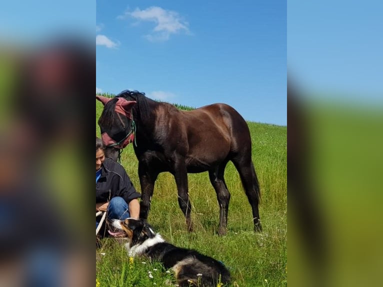 American Quarter Horse Wałach 5 lat 153 cm Kara in Radolfzell am Bodensee