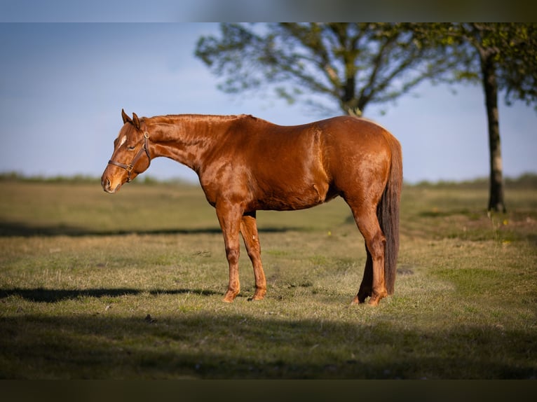 American Quarter Horse Wałach 5 lat 153 cm Kasztanowata in Seitingen-Oberflacht