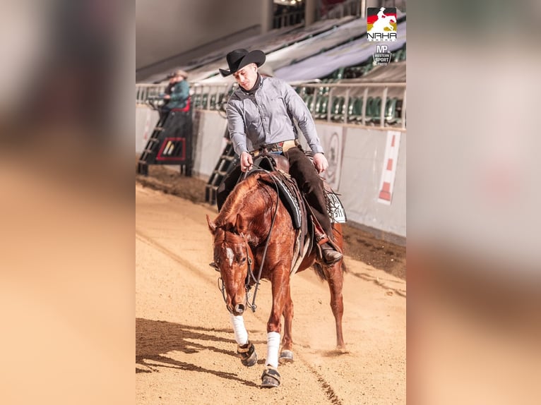 American Quarter Horse Wałach 5 lat 153 cm Kasztanowata in Seitingen-Oberflacht