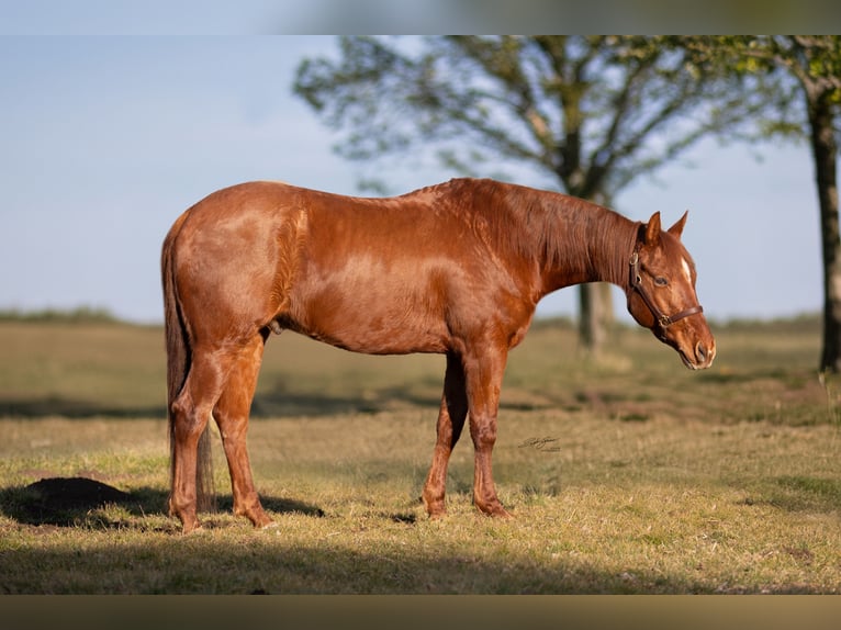 American Quarter Horse Wałach 5 lat 153 cm Kasztanowata in Seitingen-Oberflacht