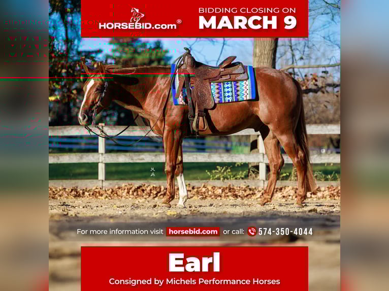 American Quarter Horse Wałach 5 lat 155 cm Cisawa in River Falls