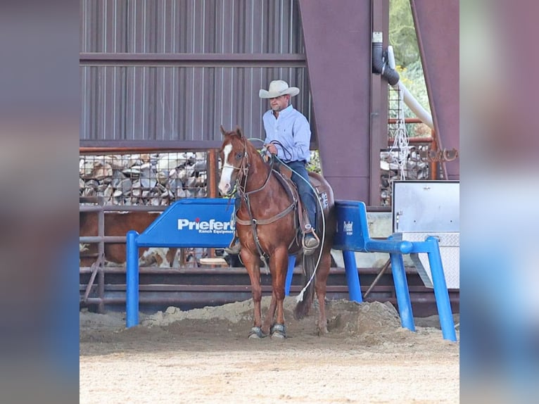 American Quarter Horse Wałach 5 lat 155 cm Cisawa in Cave Creek