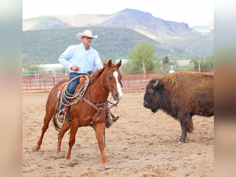 American Quarter Horse Wałach 5 lat 155 cm Cisawa in Cave Creek