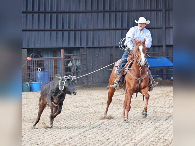 American Quarter Horse Wałach 5 lat 155 cm Cisawa in Cave Creek
