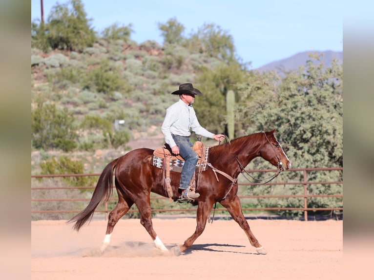 American Quarter Horse Wałach 5 lat 155 cm Cisawa in Cave Creek