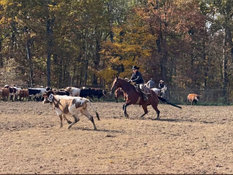 American Quarter Horse Wałach 5 lat 155 cm Gniada in Baltic
