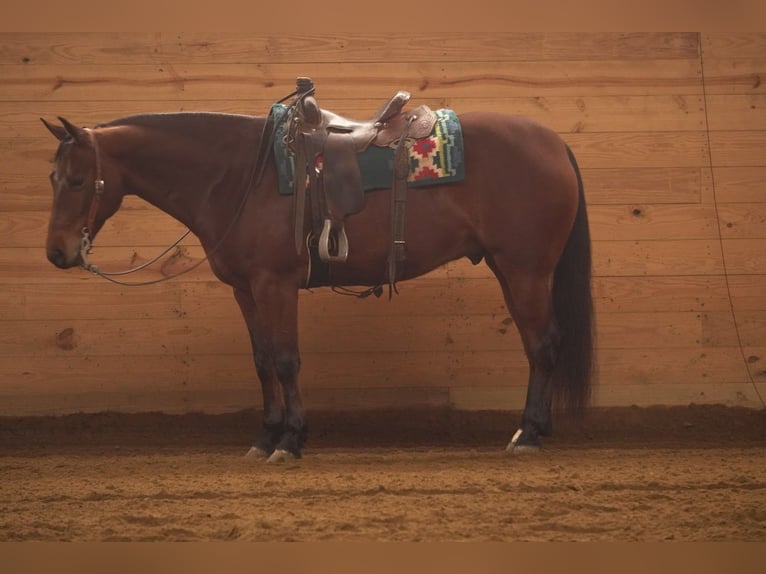 American Quarter Horse Wałach 5 lat 155 cm Gniada in Baltic