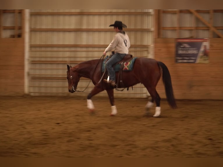 American Quarter Horse Wałach 5 lat 155 cm Gniada in Baltic