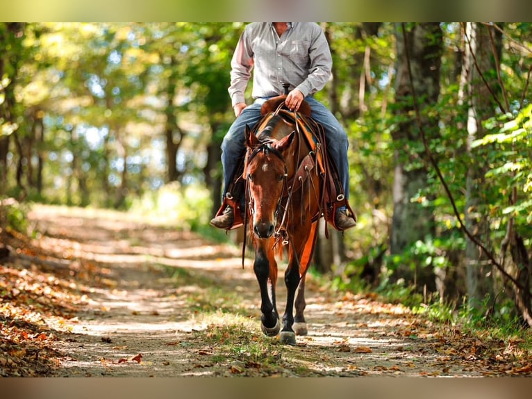 American Quarter Horse Wałach 5 lat 155 cm Gniada in Santa Fe