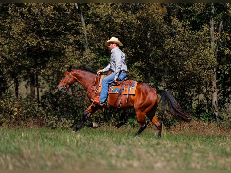 American Quarter Horse Wałach 5 lat 155 cm Gniada in Santa Fe