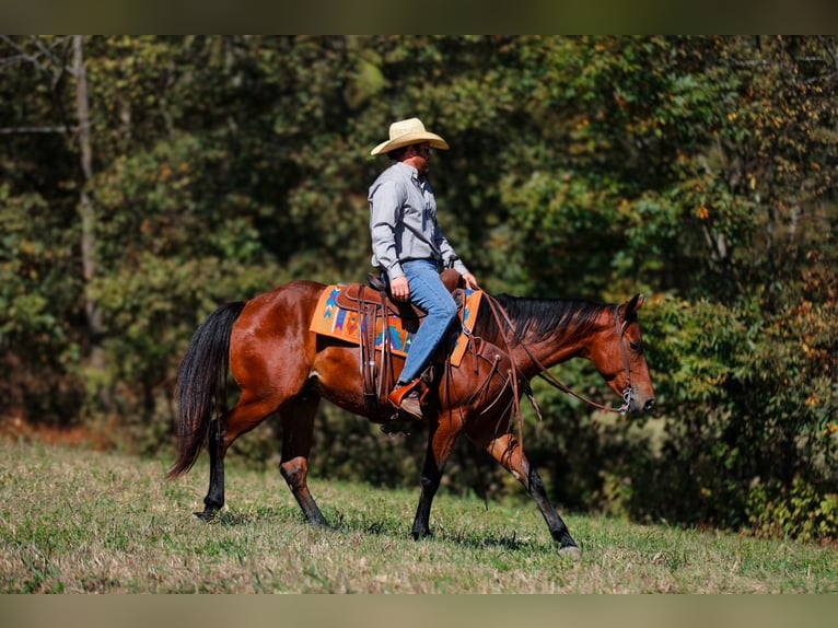 American Quarter Horse Wałach 5 lat 155 cm Gniada in Santa Fe