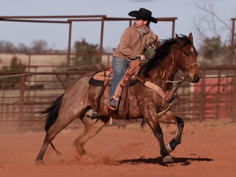 American Quarter Horse Wałach 5 lat 155 cm Gniadodereszowata in Edmond