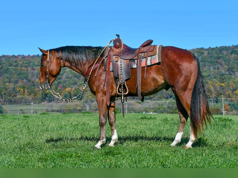 American Quarter Horse Wałach 5 lat 155 cm Gniadodereszowata in Rebersburg