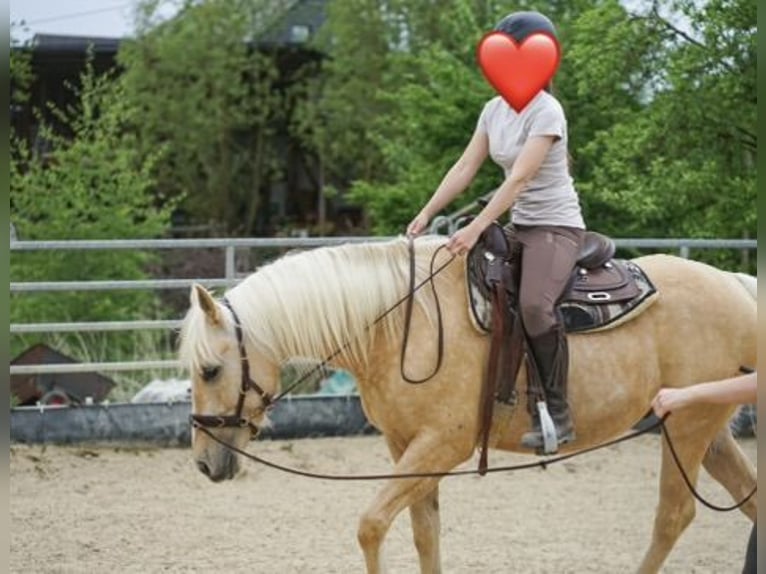 American Quarter Horse Mix Wałach 5 lat 155 cm Izabelowata in Buchholz (Westerwald)
