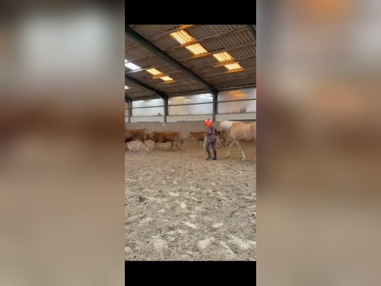 American Quarter Horse Mix Wałach 5 lat 155 cm Izabelowata in Buchholz (Westerwald)