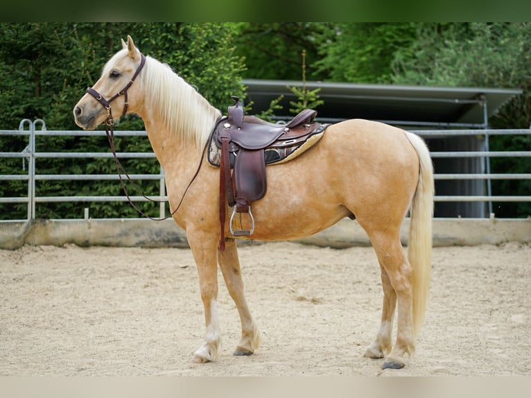 American Quarter Horse Mix Wałach 5 lat 155 cm Izabelowata in Buchholz (Westerwald)