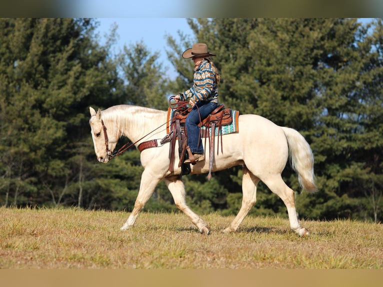 American Quarter Horse Wałach 5 lat 155 cm Izabelowata in Clarion, PA
