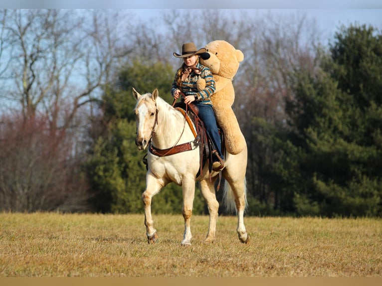American Quarter Horse Wałach 5 lat 155 cm Izabelowata in Clarion, PA