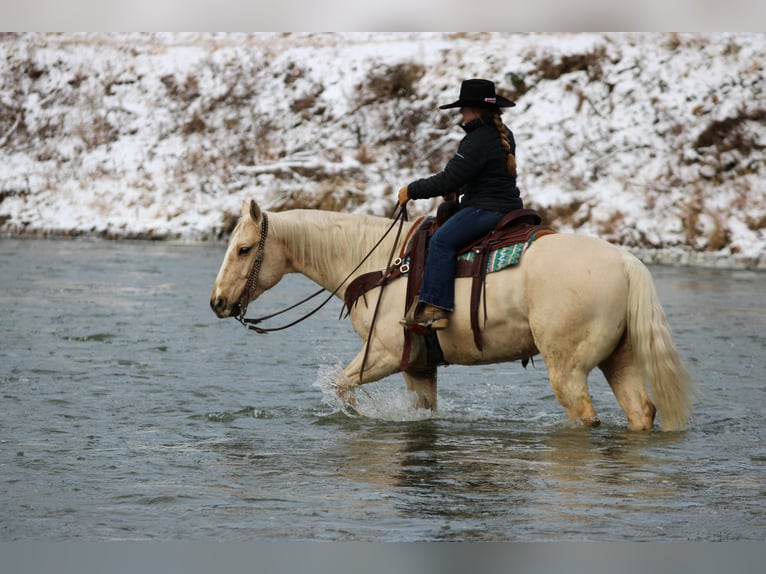 American Quarter Horse Wałach 5 lat 155 cm Izabelowata in Clarion, PA