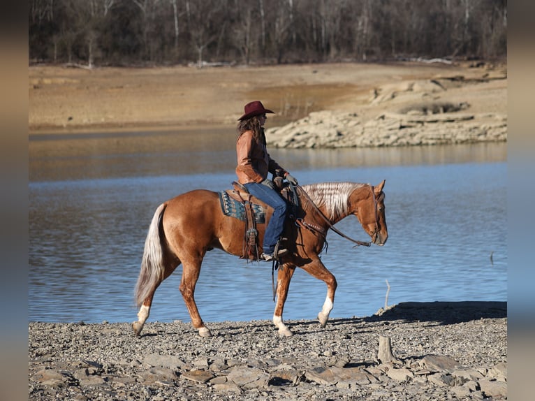 American Quarter Horse Wałach 5 lat 155 cm Izabelowata in Mount Vernon