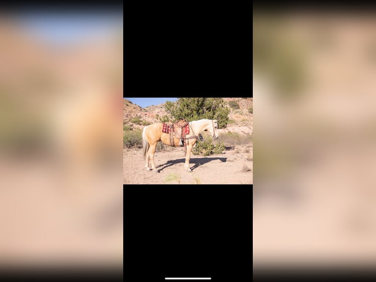 American Quarter Horse Wałach 5 lat 155 cm Izabelowata in Cliff, NM