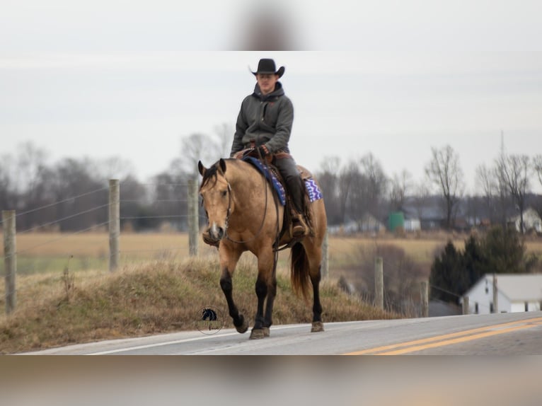 American Quarter Horse Wałach 5 lat 155 cm Jelenia in Fredericksburg