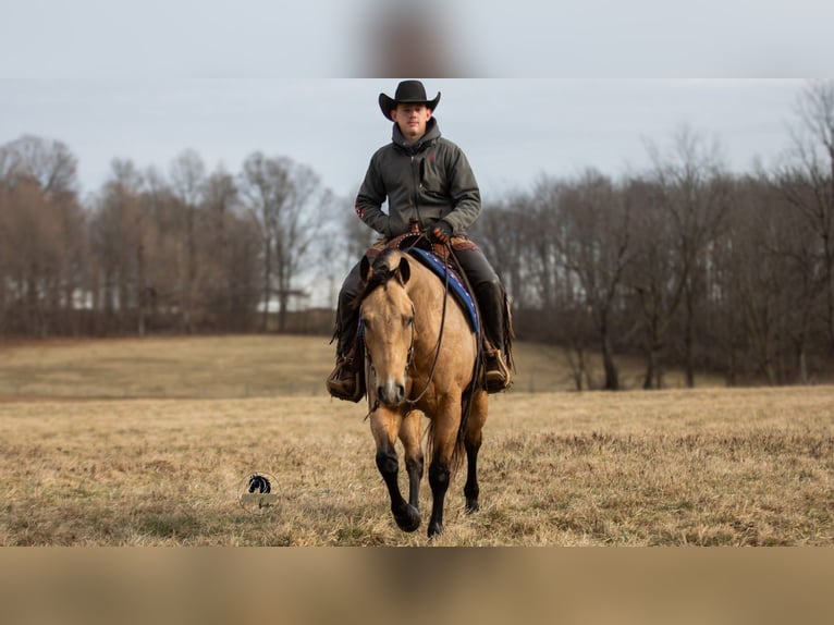 American Quarter Horse Wałach 5 lat 155 cm Jelenia in Fredericksburg