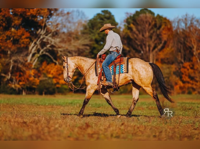 American Quarter Horse Wałach 5 lat 155 cm Jelenia in Lyles