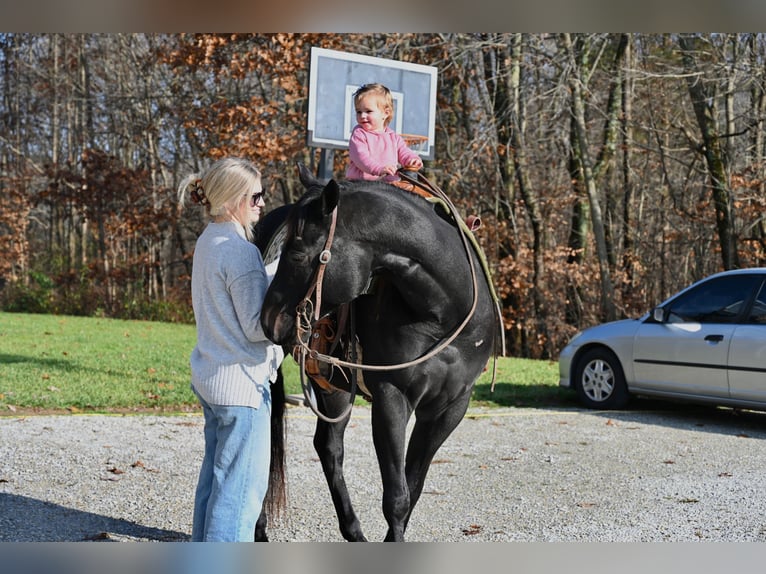 American Quarter Horse Wałach 5 lat 155 cm Kara in Batesville